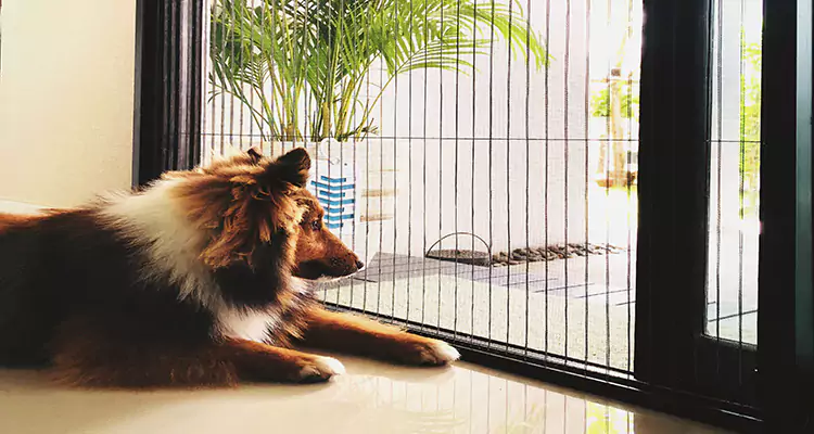 Sliding Screen Pet Door Repair in Ashland, CA