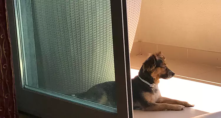 French Door Pet Screen Repair in Ashland, CA